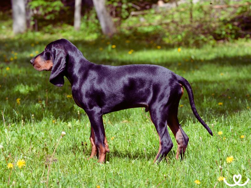 Plemeno-black-and-tan-coonhound (6)
